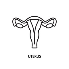 Uterus line flat icon. Vector illustration female reproductive organ