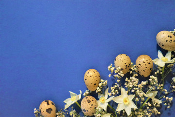 Easter concept. Quail eggs on a blue background. Flowers spring daffodils.