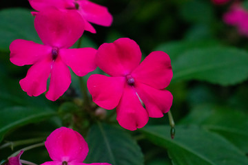 pink flower