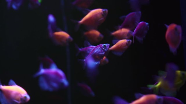 A group of luminous colorful fish swim in the dark water.