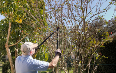 Male landscaper pruning Oleander tree branches with scissor cutting tool. Gardener on ladder...