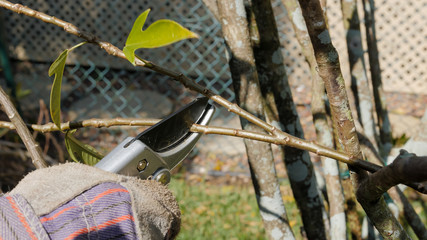 Gardener trimming backyard plant with pruning shears. Male landscaper pruning Oleander tree...