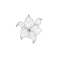 Ink, pencil, the flower isolated. Line art transparent background. Hand drawn nature painting. Freehand sketching illustration