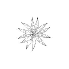 Ink, pencil, the flower isolated. Line art transparent background. Hand drawn nature painting. Freehand sketching illustration
