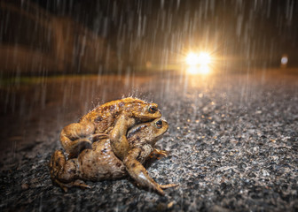 Ein Paar Erdkröten überquert die Straße bei Regen und droht, von einem Auto überfahren zu werden - 327420739