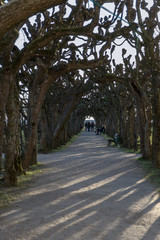 avenue of trees