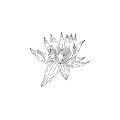 Ink, pencil, the flower isolated. Line art transparent background. Hand drawn nature painting. Freehand sketching illustration
