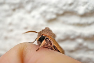 Insekt - braune Motte