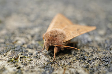 Insekt - braune Motte