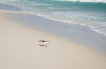 Sandpiper walking away from the ocean