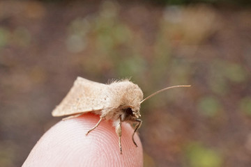Insekt - braune Motte