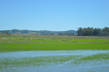 Irrigated rice crop at the beginning of its development