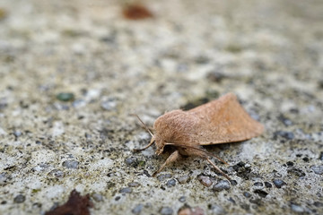 Insekt - braune Motte