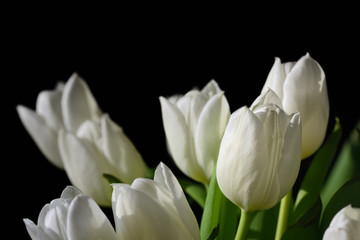Close up of white tulips on the edge against black background in spring with space for text