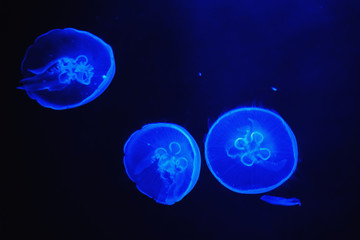 Jellyfish floating in dark waters illuminated by blue light.