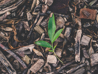 leaves on the ground