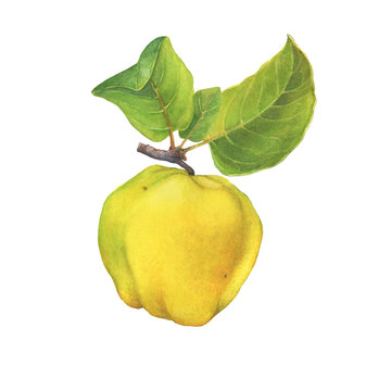 Ripe yellow quince (cytonia) fruit with green leaves. Hand drawn watercolor painting illustration isolated on white background.