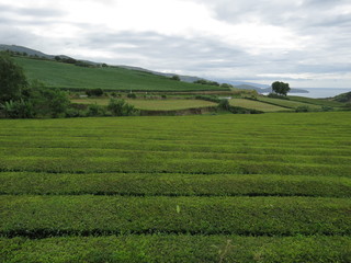 Tea field landscape