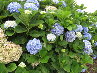 Hydrangeas