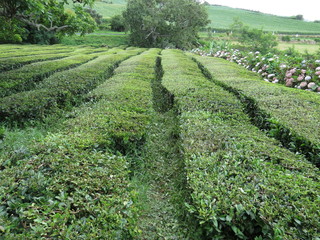 Tea field paths