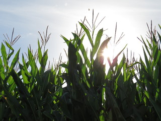 Cornfield