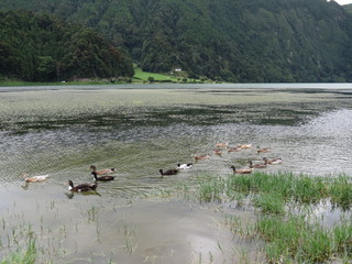 Group ducks