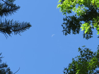 Moon view from forest