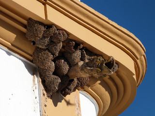 Swallow nests