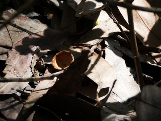 Fallen eucalyptus leaves