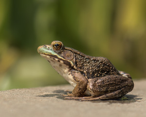 Closeup of a frog with big eyes sitting om a platform. 
