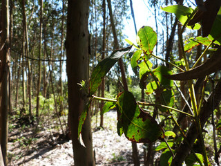 Eucalyptus wood