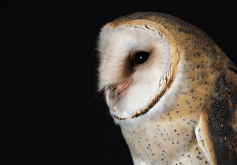A beautiful portrait of an American Barn Owl, Tyto alba or Tyto furcata isolated on black background. Side view with a good view of its beak and nostril.