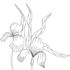 Hand drawn flower isolated. Simple outline sketch. Botany illustration. For coloring book. For flower shop. Decorative element. Ecology doodle. For post card, wallpaper, textile and wrapping paper