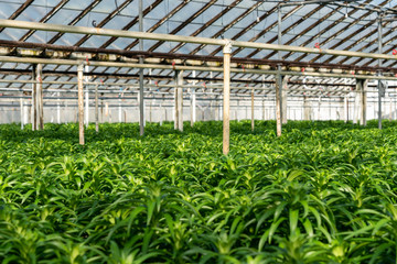 Rows of Easter Lily plants growing inside a greenhouse. Wholesale plant grower raising plants to be sold in the summer.