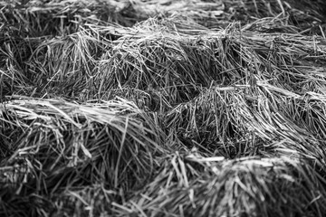 Grashalme in schwarz/weiß Optik 