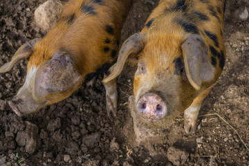 Schweinerei