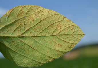 Obraz premium Soybean leaf infected with some end of cycle disease