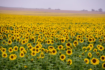 Sunflower field