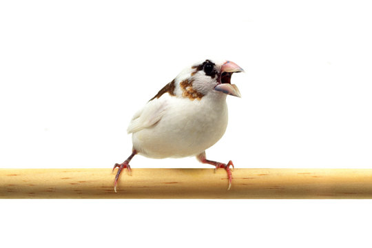 11 Best ジュウシマツ Images Stock Photos Vectors Adobe Stock