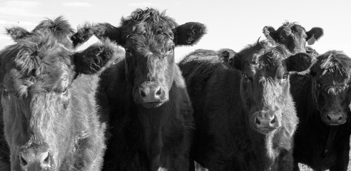 A herd of cattle, closeup, looking at the viewer. Large black cows on a white background stare at the viewer
