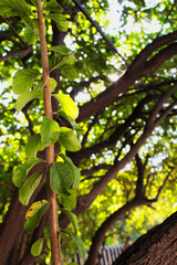 Acercamiento de rama 