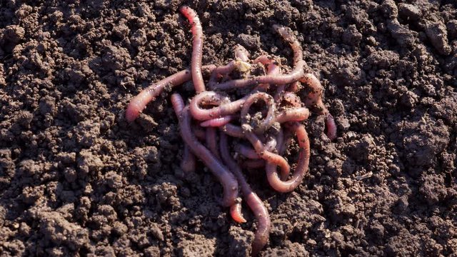 Earthworms in black soil of greenhouse. Macro Brandling, panfish, trout, tiger, red wiggler, Eisenia fetida. Garden compost and worms recycling plant waste into rich soil improver and fertilizer