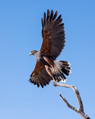 Harris Hawk at Take-Off, Isolated on a Blue Sky