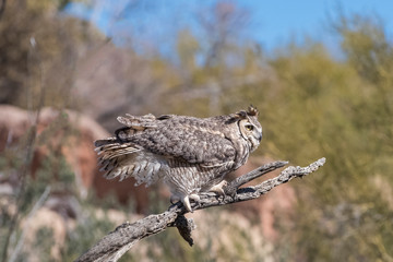 Great-horned Owl on a Windy Day in the Arizona Desert