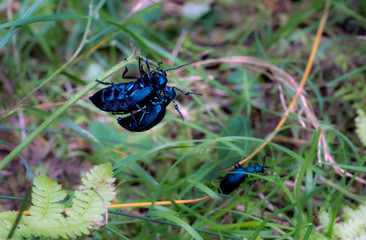 Black oil beetles, Meloe americanus, mating on a green stem. This blister beetle is native to the Eastern United States.