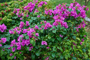 Bushes with purple flowers