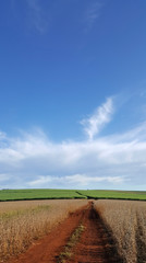 Composição vertical de paisagem paranaense com plantação de soja madura, céu azul e nuvens ao fundo.