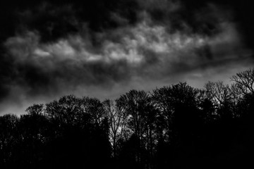 Baumkronen und bewölkter Himmel