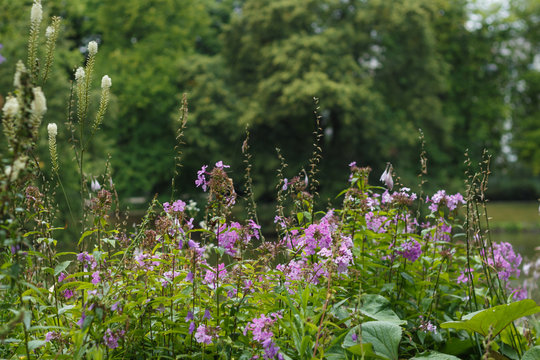 Purple flowers in Ujazdowski Park in Warsaw