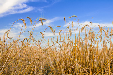 Field of wheat and spikes against a blue sky with clouds